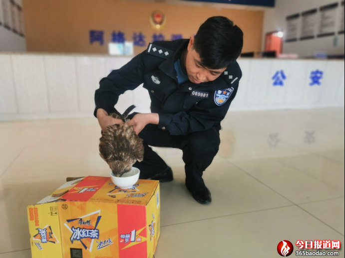 警民攜手救助國家一級重點保護(hù)動物獵隼300.png